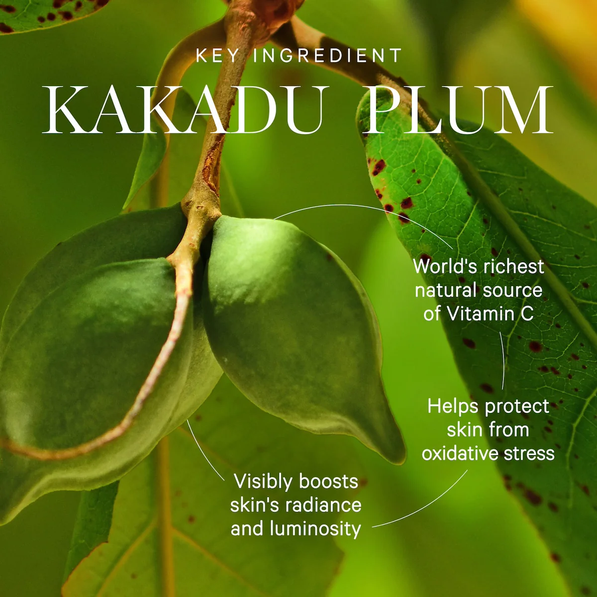 Kakadu Plum Vitamin C Serum - Image 4