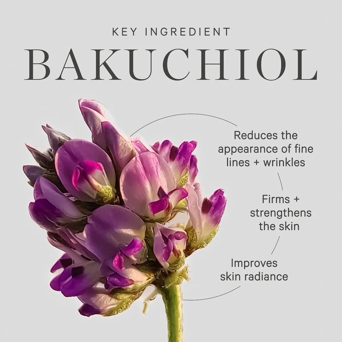 Plant Stem Cell Retinol Alternative Serum - Image 5